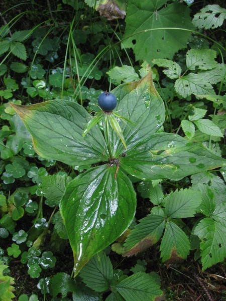 Uva di volpe - Paris quadrifolia